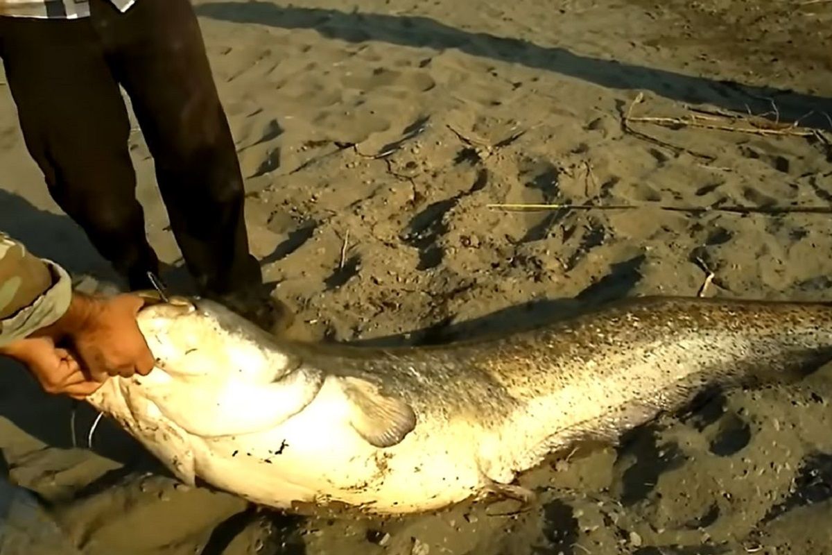 (ویدئو) این سه ماهیگیر پلدشتی یک ماهی غول پیکر 60 کیلویی صید کردند