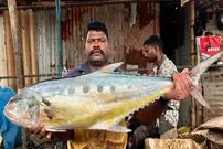 ببینید| هنر ماهی فروش هندی در برش زدن سریع ماهی تراولی بزرگ