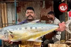 ببینید| هنر ماهی فروش هندی در برش زدن سریع ماهی تراولی بزرگ