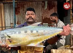 ببینید| هنر ماهی فروش هندی در برش زدن سریع ماهی تراولی بزرگ