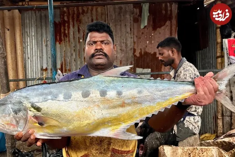 ببینید| هنر ماهی فروش هندی در برش زدن سریع ماهی تراولی بزرگ