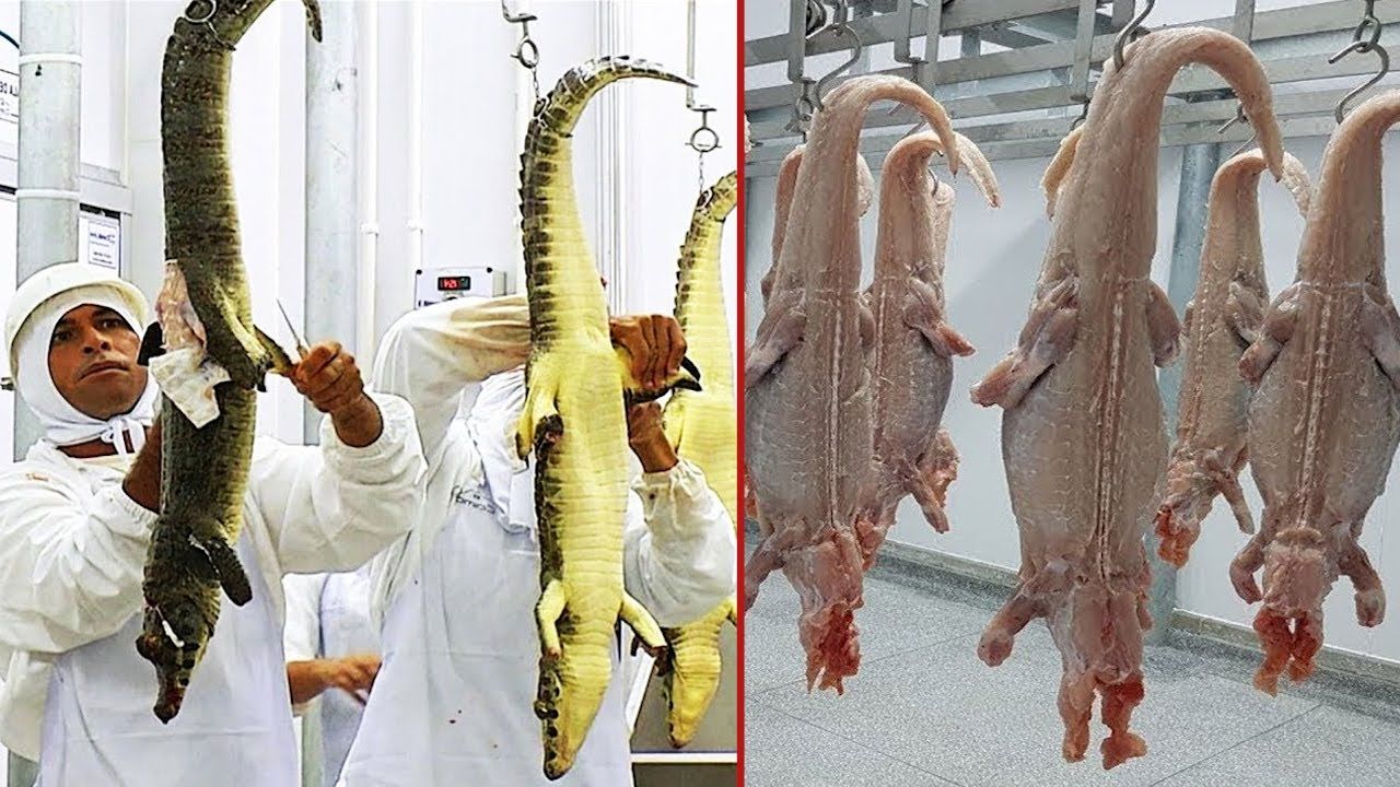 (ویدئو) مراحل پرورش تمساح و شترمرغ در آمریکا؛ بسته بندی گوشت در کارخانه