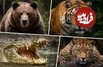بررسی کامل و شوکه‌کننده آمار حملات خرس قهوه‌ای و پلنگ ایرانی تا تمساح نیل و ببر‌های آدم‌خوار؛ کدام حیوان‌ها گوشت انسان را دوست دارند؟