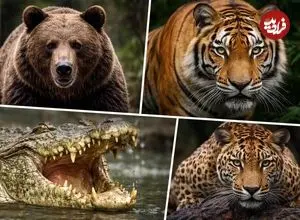 بررسی کامل و شوکه‌کننده آمار حملات خرس قهوه‌ای و پلنگ ایرانی تا تمساح نیل و ببر‌های آدم‌خوار؛ کدام حیوان‌ها گوشت انسان را دوست دارند؟