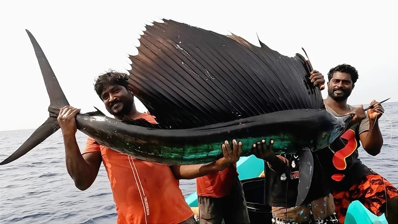 (ویدئو) لحظه صید شاه ماهی و بادبان ماهی بزرگ توسط 4 ماهیگیر خوش شانس هندی