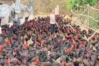 (ویدئو) روش هوشمندانه دختر ویتنامی برای پروار کردن 1500 مرغ و خروس محلی