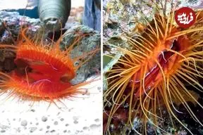 ببینید| صدفی که با تولید نوری عجیب از خودش محافظت می کند!