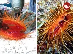 ببینید| صدفی که با تولید نوری عجیب از خودش محافظت می کند!