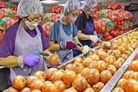 ببینید| مراحل دیدنی تولید انبوه پیاز سرخ شده در کارخانه ای در چین