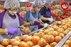 ببینید| مراحل دیدنی تولید انبوه پیاز سرخ شده در کارخانه ای در چین