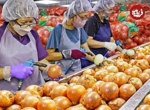 ببینید| مراحل دیدنی تولید انبوه پیاز سرخ شده در کارخانه ای در چین