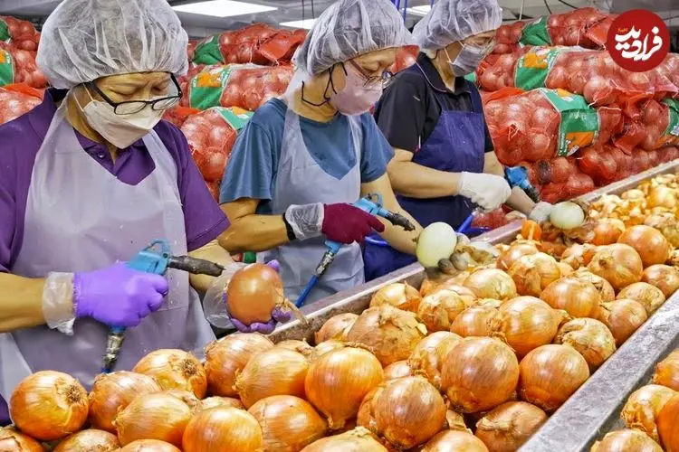 ببینید| مراحل دیدنی تولید انبوه پیاز سرخ شده در کارخانه ای در چین