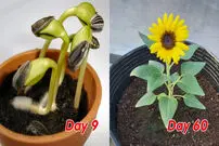 (ویدئو) نحوه پرورش آسان و بی دردسر گل آفتابگردان گلدانی در منزل 