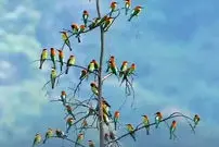ببینید| گردهمایی رنگارنگ زنبورخوارها
