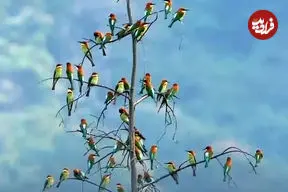 ببینید| گردهمایی رنگارنگ زنبورخوارها