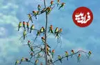 ببینید| گردهمایی رنگارنگ زنبورخوارها