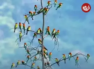 ببینید| گردهمایی رنگارنگ زنبورخوارها