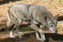 (ویدئو) تلاش تماشایی گروهی از آتش نشانان برای نجات جان یک گرگ