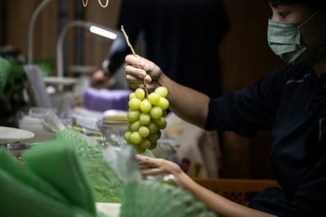 (ویدئو) ببینید کره جنوبی و چین چطور فرمول انگورهای آبدار ژاپنی را دزدیدند