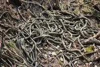 اینجا بزرگترین «لانۀ مار» در جهان است