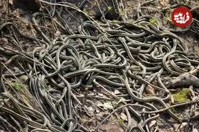 اینجا بزرگترین «لانۀ مار» در جهان است