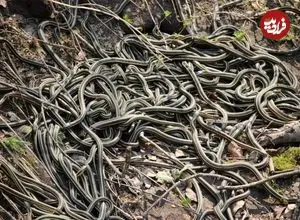 اینجا بزرگترین «لانۀ مار» در جهان است