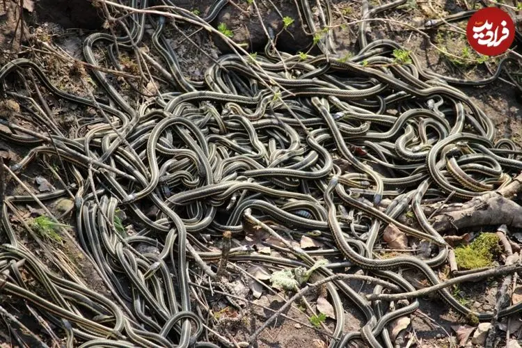 اینجا بزرگترین «لانۀ مار» در جهان است