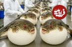 ببینید؛ فرآیند پرورش و فرآوری ماهی بادکنکی سمی در مزارع ژاپن برای تهیه ساشیمی 