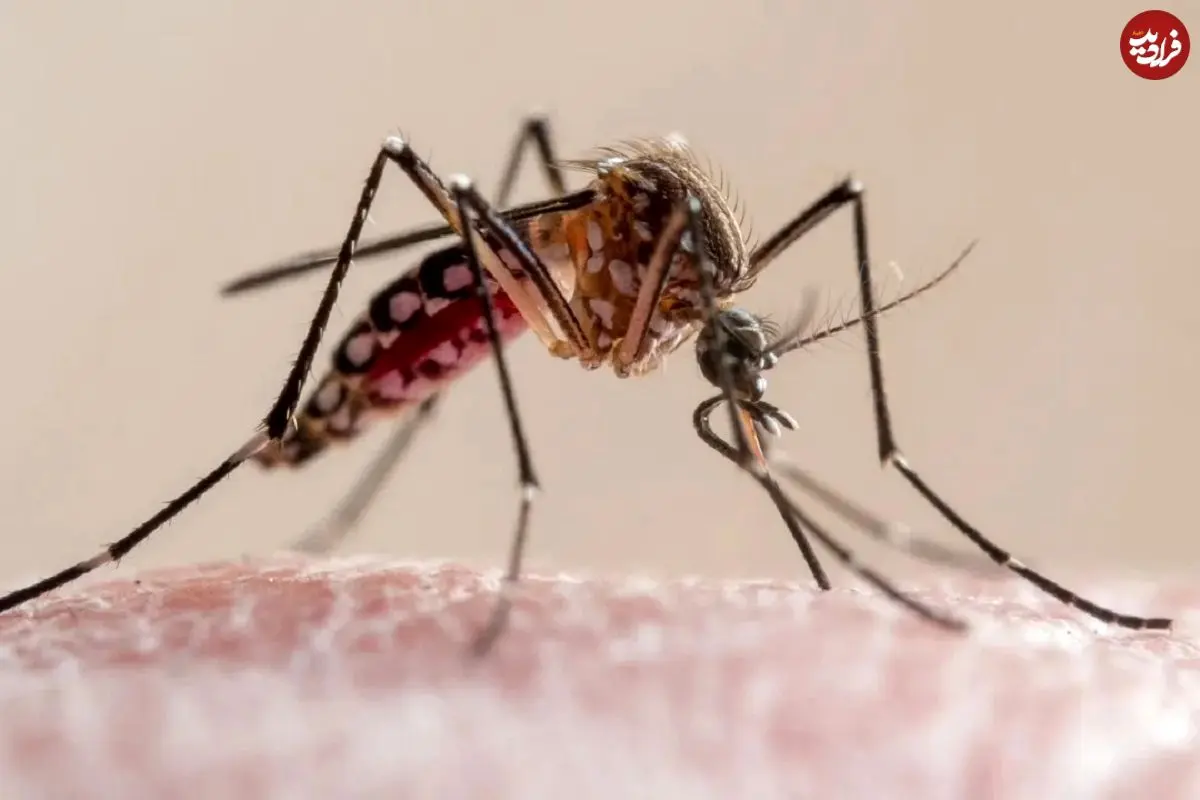 عکس؛ انقلاب در پرینت سه‌بعدی با نیش پشه!