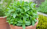 از نعناع شکلاتی تا نعناع آناناسی؛ با عجیب ترین انواع نعناع آشنا شوید + اینفوگرافیک