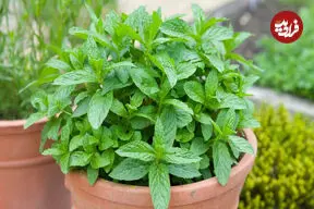 از نعناع شکلاتی تا نعناع آناناسی؛ با عجیب ترین انواع نعناع آشنا شوید + اینفوگرافیک