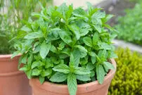 از نعناع شکلاتی تا نعناع آناناسی؛ با عجیب ترین انواع نعناع آشنا شوید + اینفوگرافیک