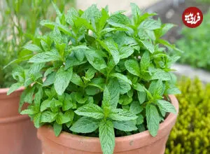 از نعناع شکلاتی تا نعناع آناناسی؛ با عجیب ترین انواع نعناع آشنا شوید + اینفوگرافیک