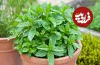 از نعناع شکلاتی تا نعناع آناناسی؛ با عجیب ترین انواع نعناع آشنا شوید + اینفوگرافیک