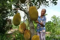 ببینید| غذای روستایی در چین؛ برداشت جک فروت و پخت غذاهای متنوع با آن در روستا