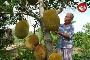 ببینید| غذای روستایی در چین؛ برداشت جک فروت و پخت غذاهای متنوع با آن در روستا