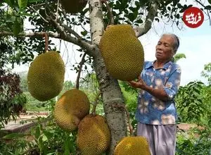 ببینید| غذای روستایی در چین؛ برداشت جک فروت و پخت غذاهای متنوع با آن در روستا