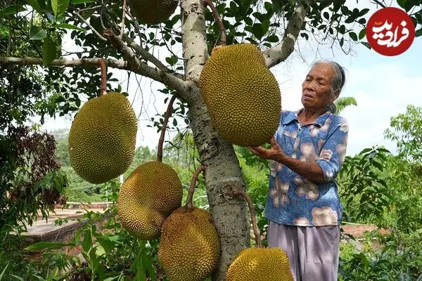 ببینید| غذای روستایی در چین؛ برداشت جک فروت و پخت غذاهای متنوع با آن در روستا