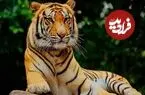 حقایقی جالب درباره ببرها