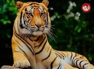 حقایقی جالب درباره ببرها