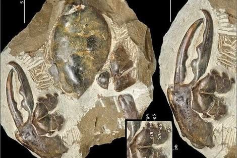 کشف بزرگترین چنگال خرچنگ با قدمت ۸ میلیون سال