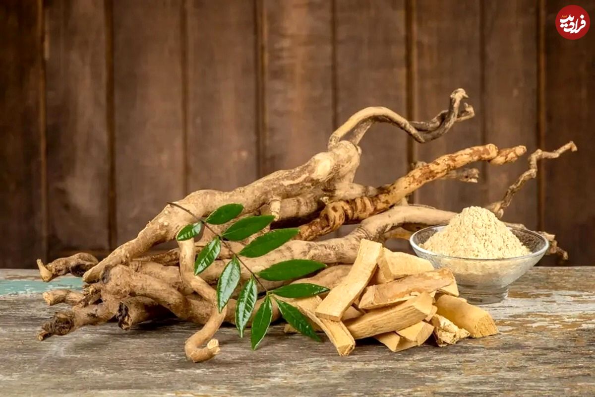 تصاویر؛ تونکات علی؛ گیاه معجزه گر یا مکمل پرخطر؟