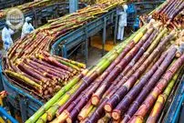 ببینید| چگونه هندی ها هزاران تن نیشکر را فرآوری می کنند؟