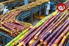 ببینید| چگونه هندی ها هزاران تن نیشکر را فرآوری می کنند؟