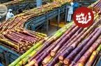ببینید| چگونه هندی ها هزاران تن نیشکر را فرآوری می کنند؟