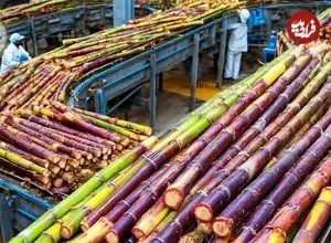 ببینید| چگونه هندی ها هزاران تن نیشکر را فرآوری می کنند؟