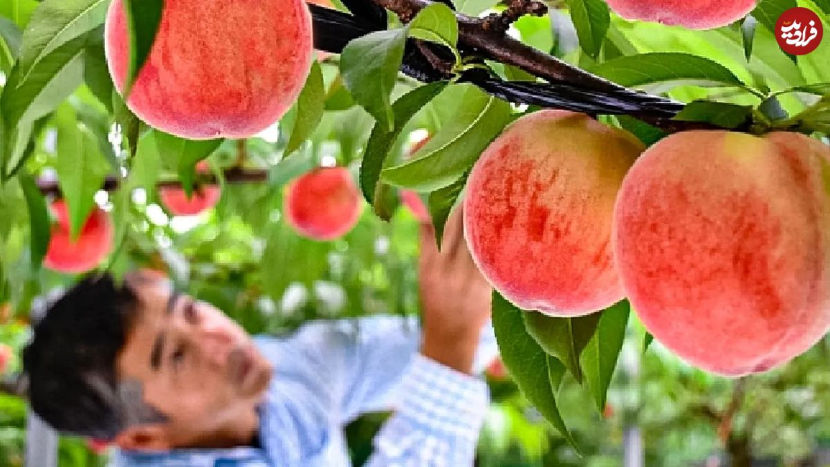 (ویدئو) فرایند پرورش، برداشت و بسته بندی گران ترین هلو جهان؛ هر دانه 3 میلیون و 500 هزار تومان!