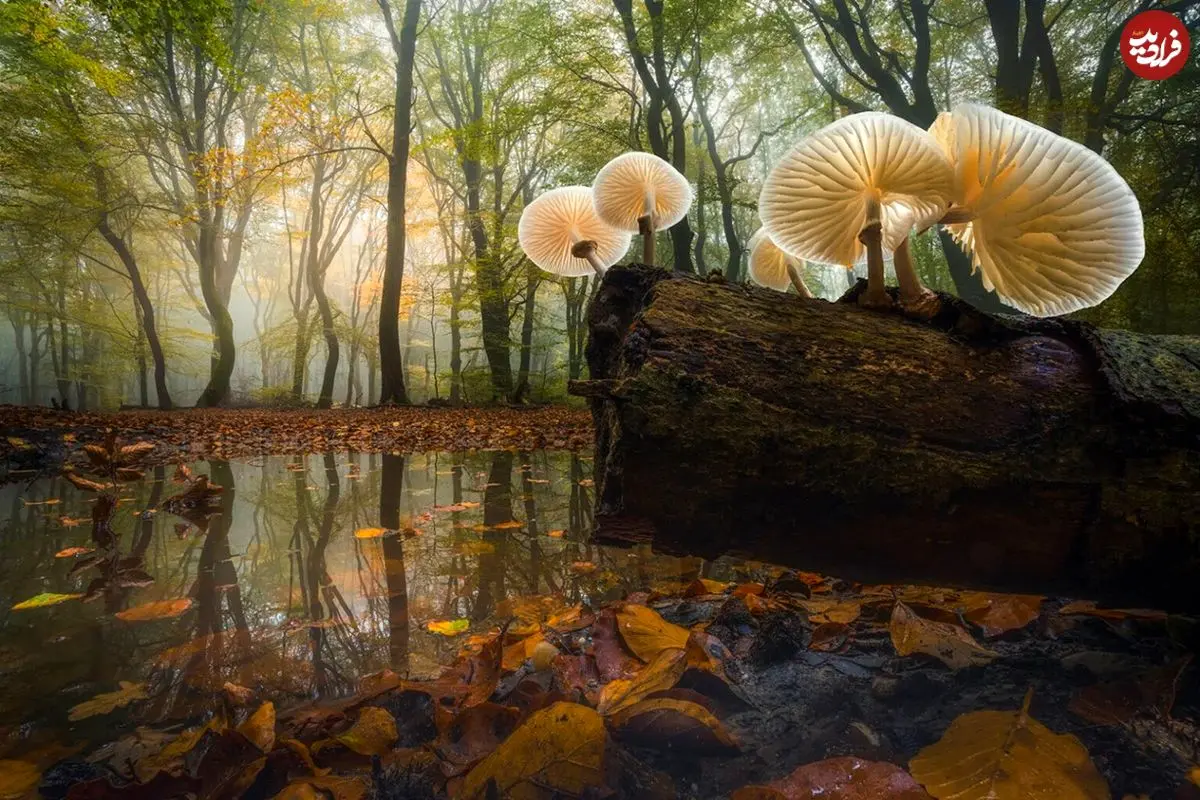 تصاویر؛ شاهکارهای عکاسی منظره در سال 2025