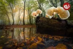 تصاویر؛ شاهکارهای عکاسی منظره در سال 2025