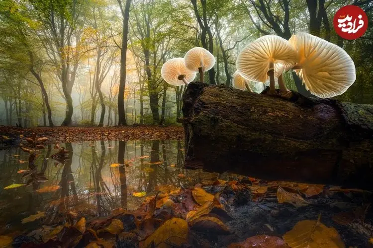 تصاویر؛ شاهکارهای عکاسی منظره در سال 2025